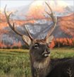 Web Album Maker