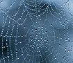 Webs & Waterdrops theme